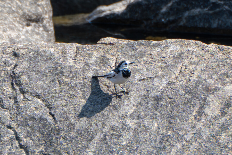 뒤늦게 올리는 강릉 탐조_73.jpg