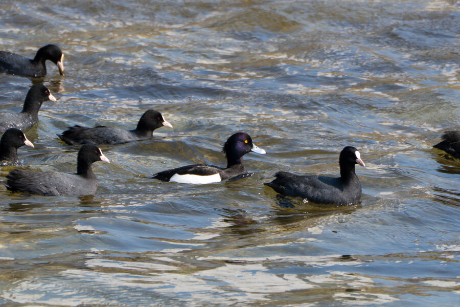 뒤늦게 올리는 강릉 탐조_78.jpg