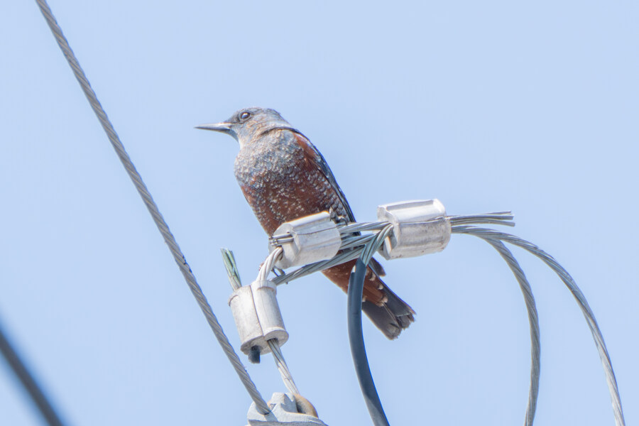 뒤늦게 올리는 강릉 탐조_80.jpg