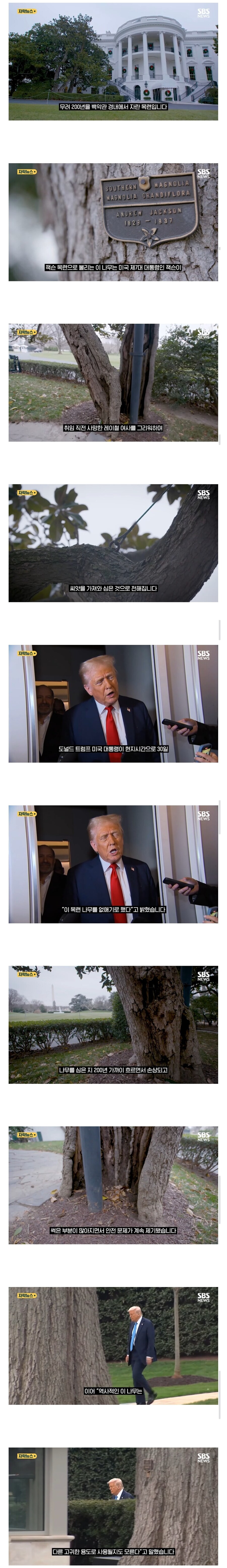 결국 백악관의 기념수도 뽑아 버리는 트럼프. jpg_1.jpg