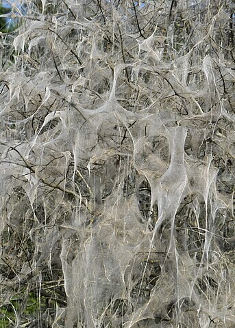 SCP) 거미 당신도 기립하시오!_1.png