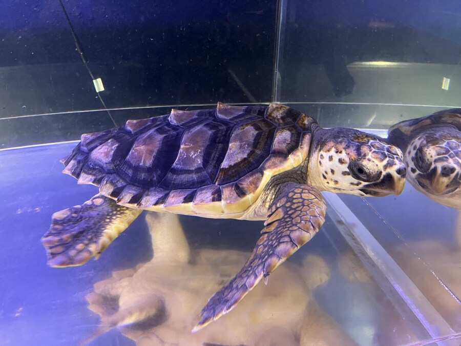 일본여행 1달 - 마트표음식 투어 (스크롤 주의)_114.jpg