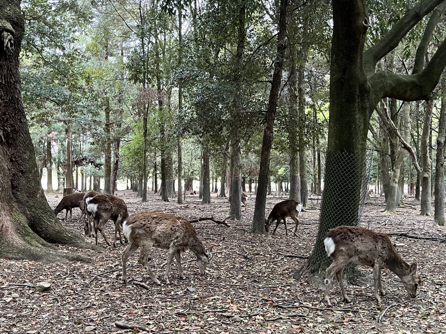 일본여행 - 오사카 ,시즈오카 후지산_12.jpg