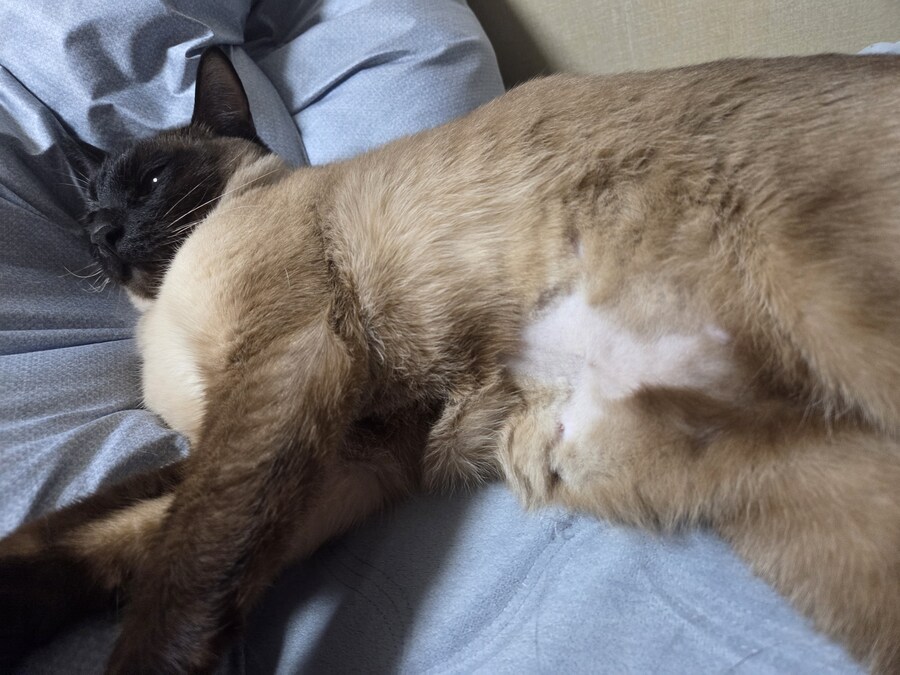 우리집 고양이는 고양이가 아니라 스컹크 비스무리였다!!!_1.jpg