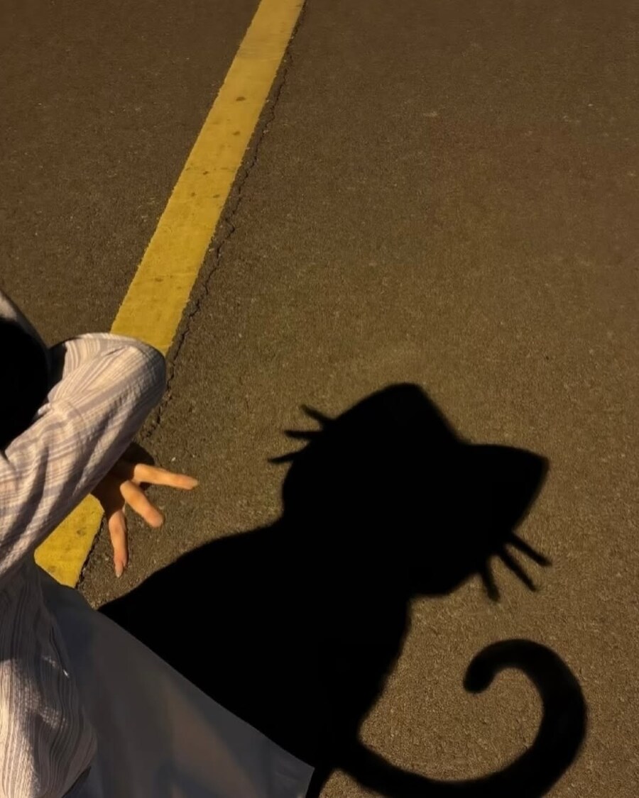 고양이 그림자샷 모음..._1.jpg