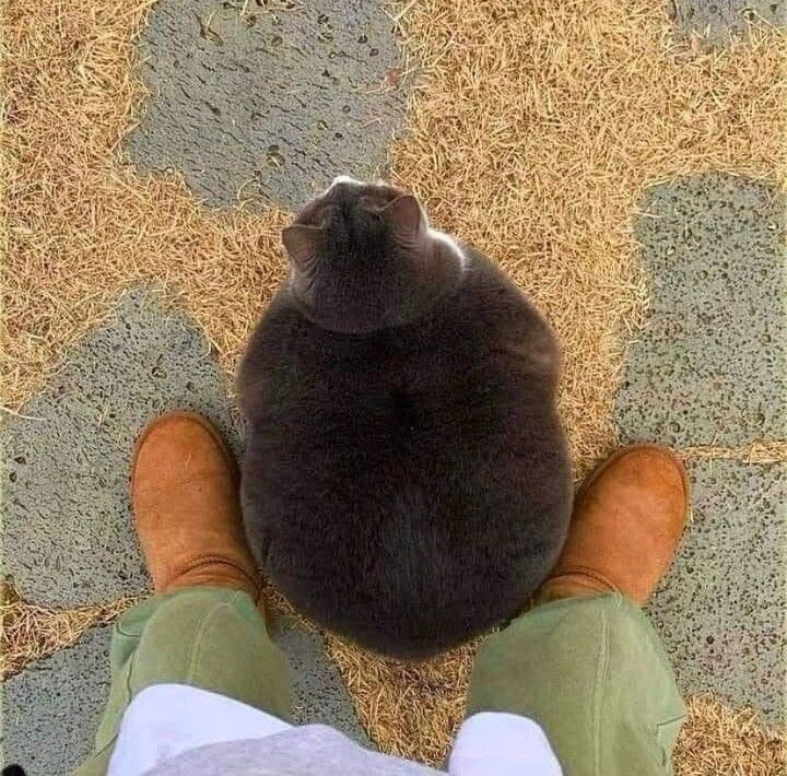 대단한 뚱냥이_1.jpg