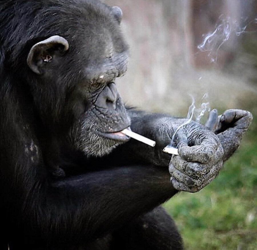 쥬라기 공원) 쥬월3 도미니언이 역대 최대 제작비 영화로 확인됨_2.jpg