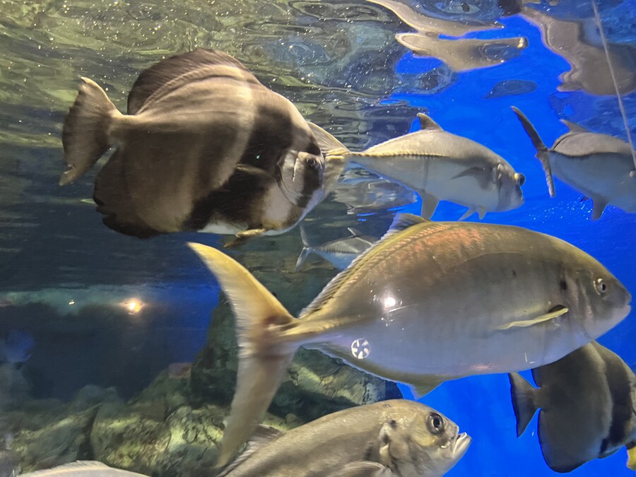 일본여행 - 나이가타시 ,아이야마시, 노지리 호수_7.jpg