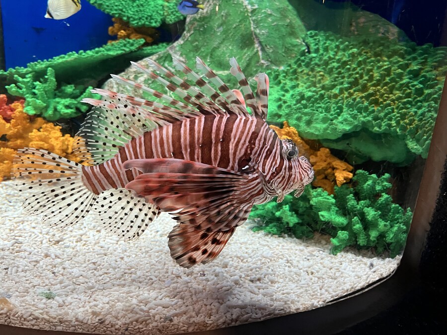 일본여행 - 나이가타시 ,아이야마시, 노지리 호수_9.jpg