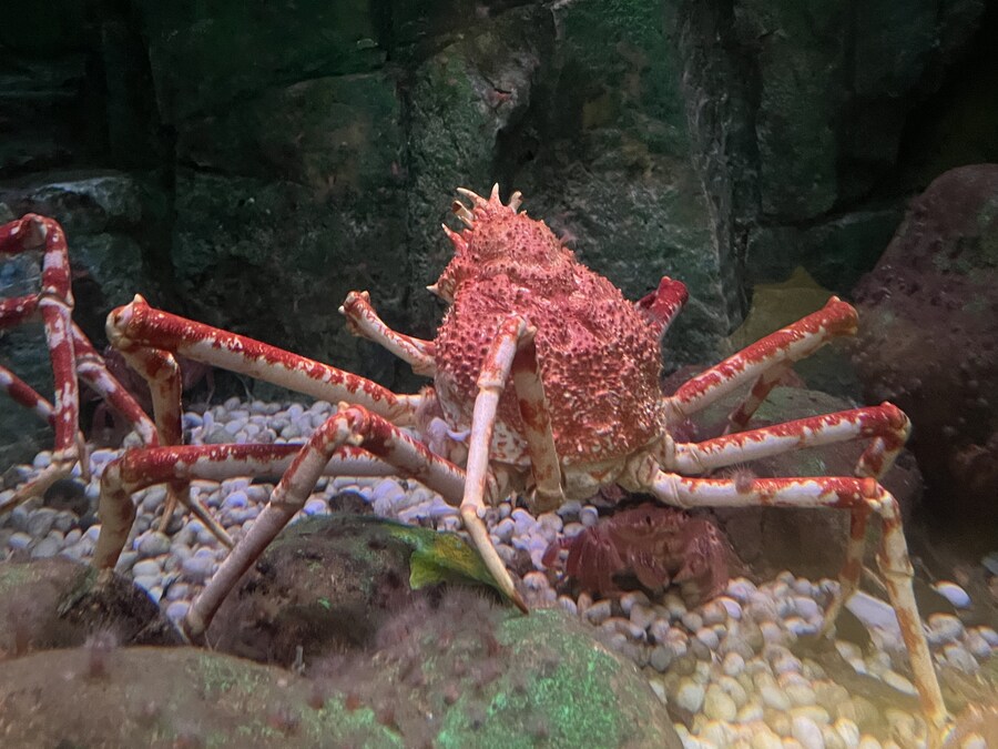 일본여행 - 나이가타시 ,아이야마시, 노지리 호수_11.jpg