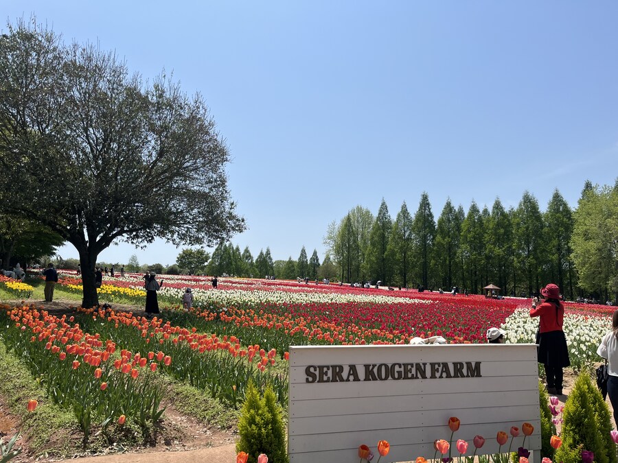 일본여행 - 세라 고원 농장, 한국 복귀_8.jpg