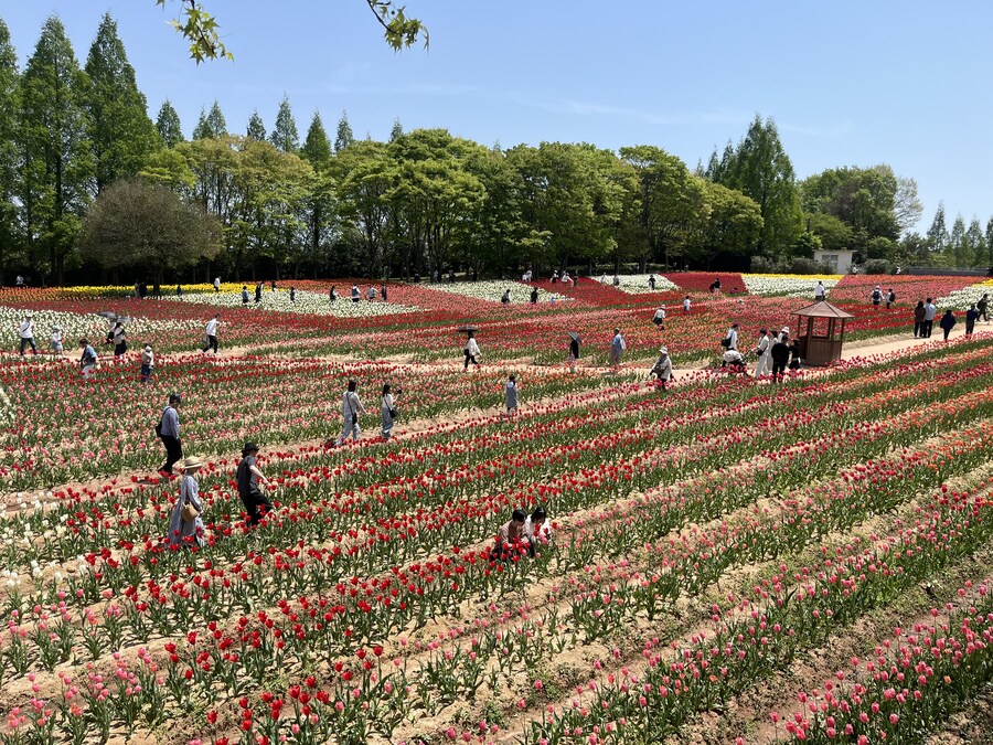 일본여행 - 세라 고원 농장, 한국 복귀_10.jpg