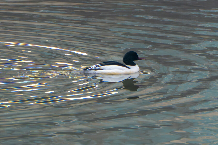 뒤늦게 올리는 3월 화성호 탐조_8.jpg