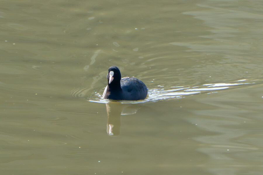 뒤늦게 올리는 3월 화성호 탐조_9.jpg