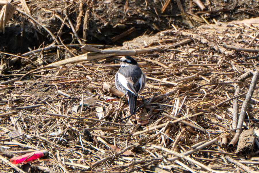 뒤늦게 올리는 3월 화성호 탐조_10.jpg