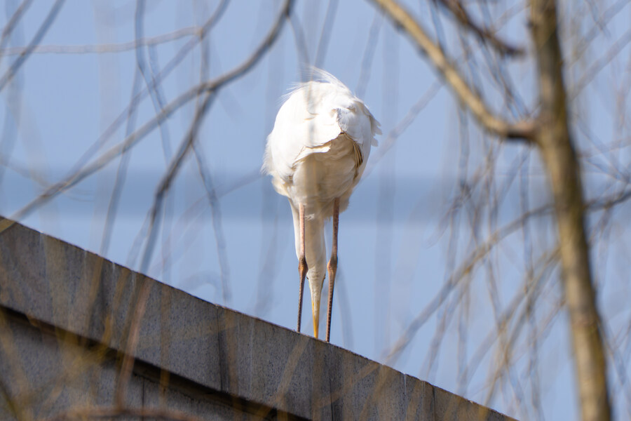 뒤늦게 올리는 3월 화성호 탐조_18.jpg