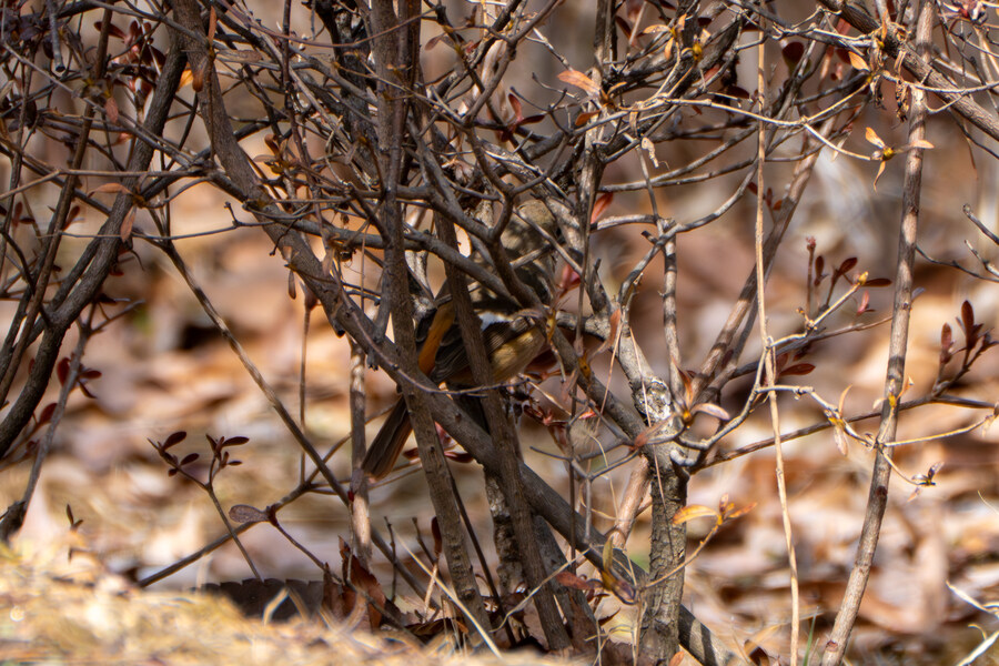 뒤늦게 올리는 3월 화성호 탐조_24.jpg
