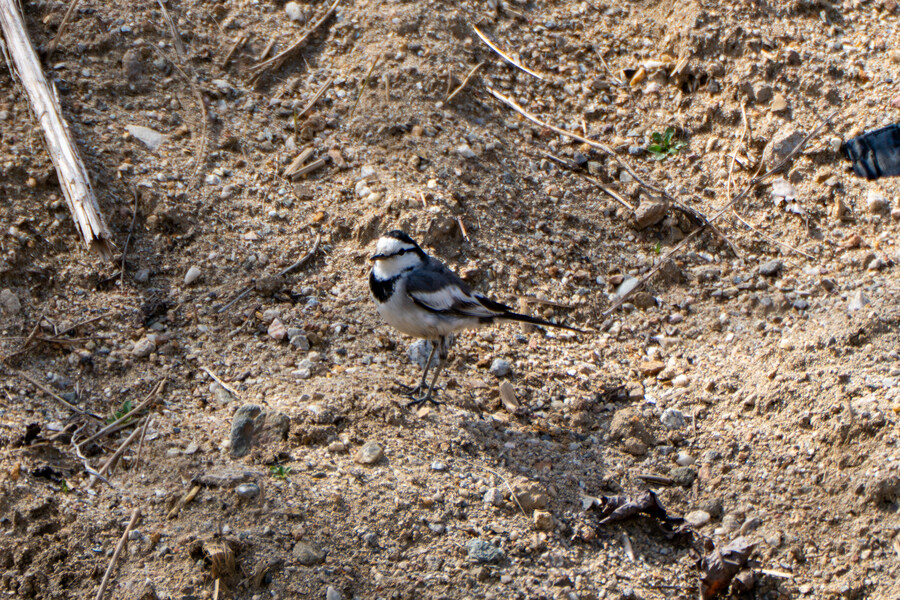 뒤늦게 올리는 3월 화성호 탐조_29.jpg
