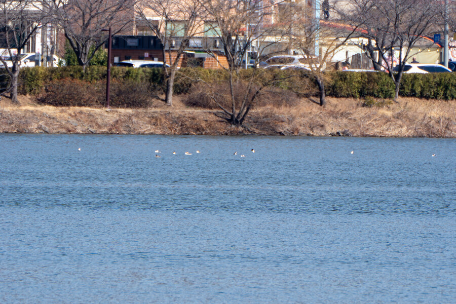 뒤늦게 올리는 3월 화성호 탐조_35.jpg