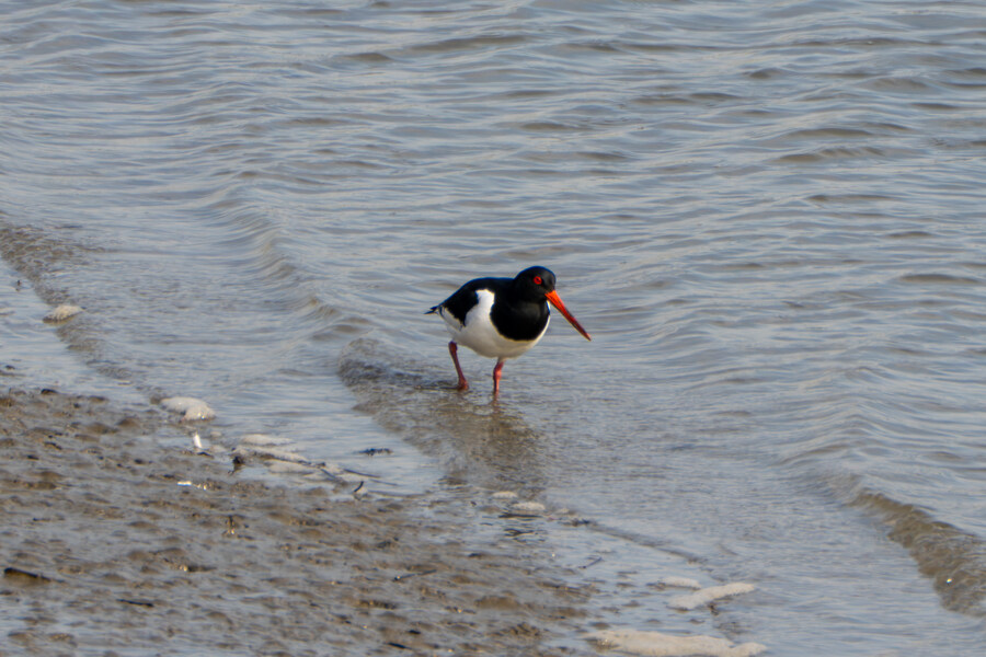 뒤늦게 올리는 3월 화성호 탐조_39.jpg