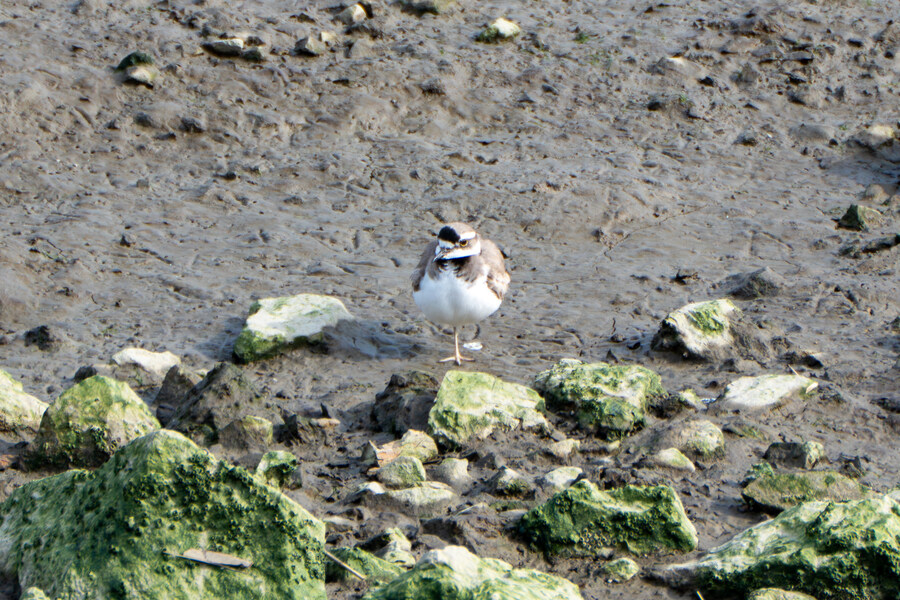 뒤늦게 올리는 3월 화성호 탐조_40.jpg