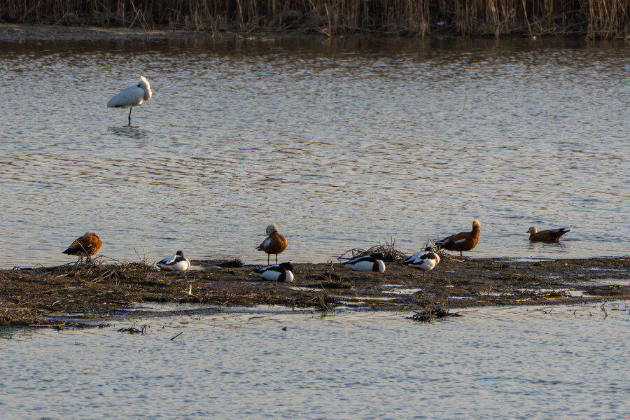 뒤늦게 올리는 3월 화성호 탐조_48.jpg