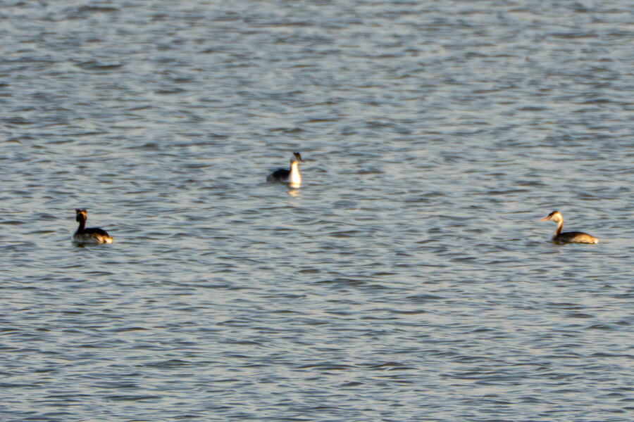 뒤늦게 올리는 3월 화성호 탐조_52.jpg