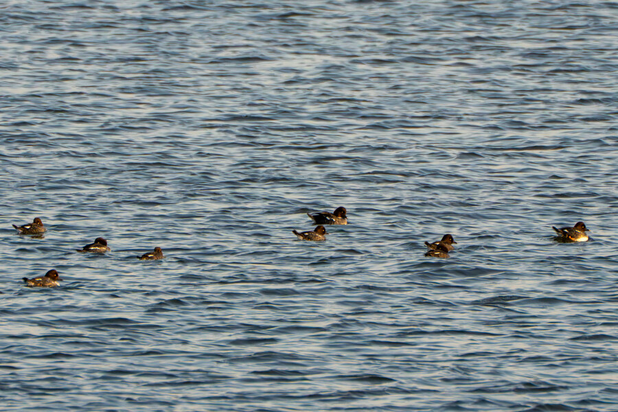 뒤늦게 올리는 3월 화성호 탐조_54.jpg