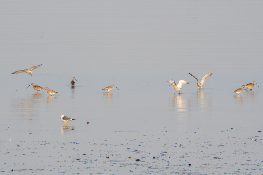 뒤늦게 올리는 3월 화성호 탐조_65.jpg