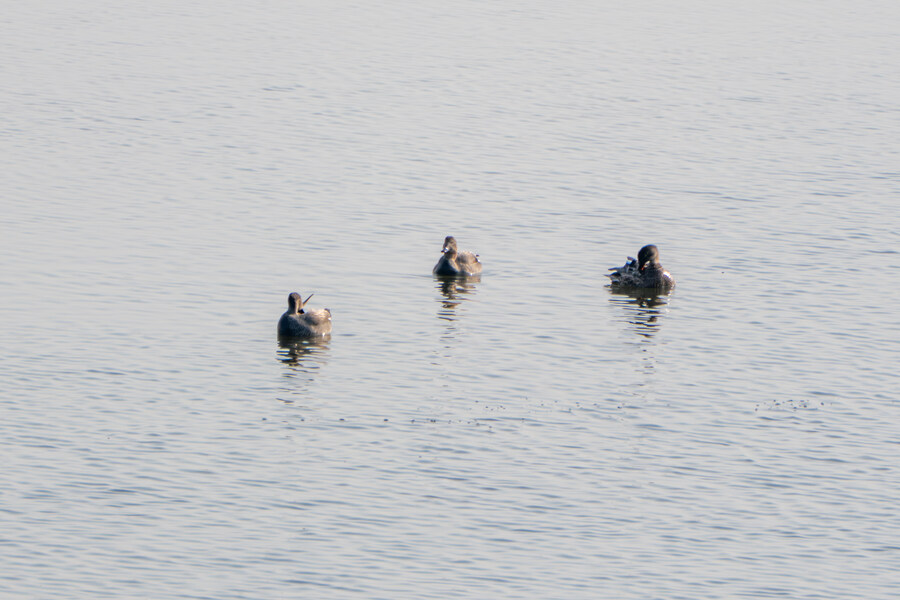 뒤늦게 올리는 3월 화성호 탐조_82.jpg