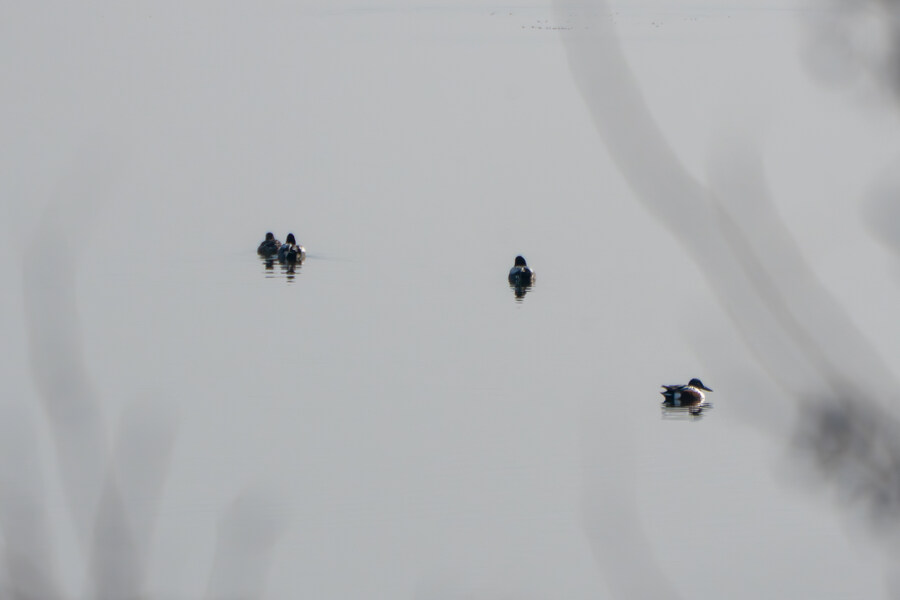 뒤늦게 올리는 3월 화성호 탐조_85.jpg