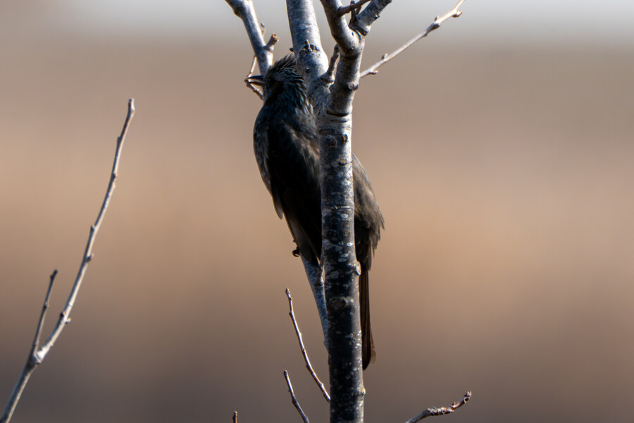 뒤늦게 올리는 3월 화성호 탐조_95.jpg
