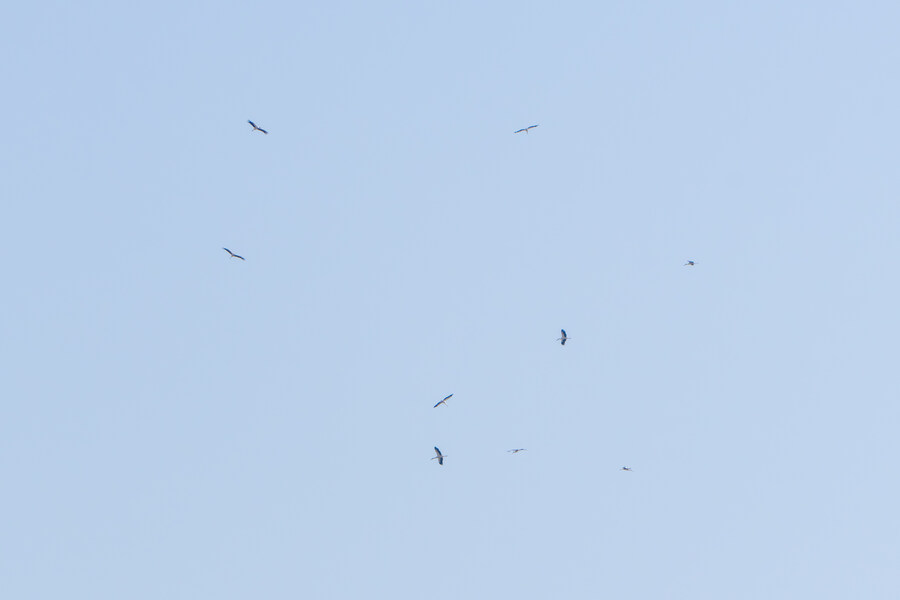 뒤늦게 올리는 3월 화성호 탐조_105.jpg