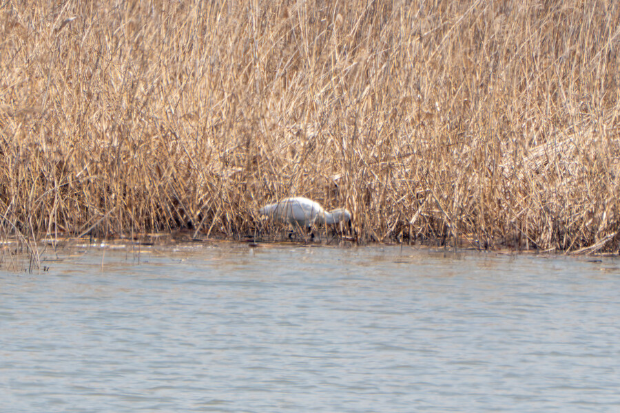 뒤늦게 올리는 3월 화성호 탐조_108.jpg