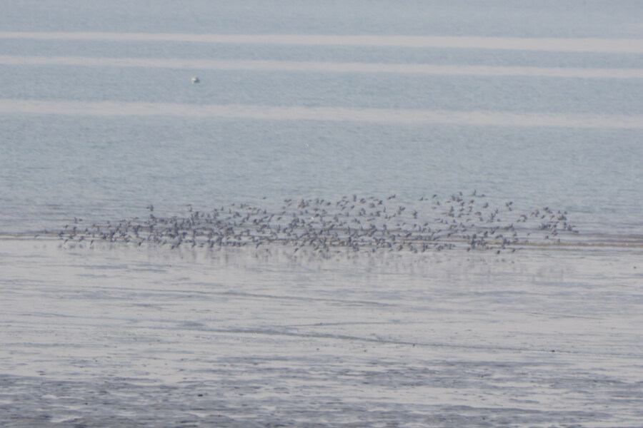 뒤늦게 올리는 3월 화성호 탐조_113.jpg