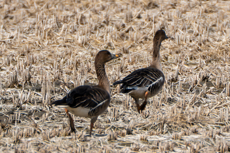 뒤늦게 올리는 3월 화성호 탐조_119.jpg