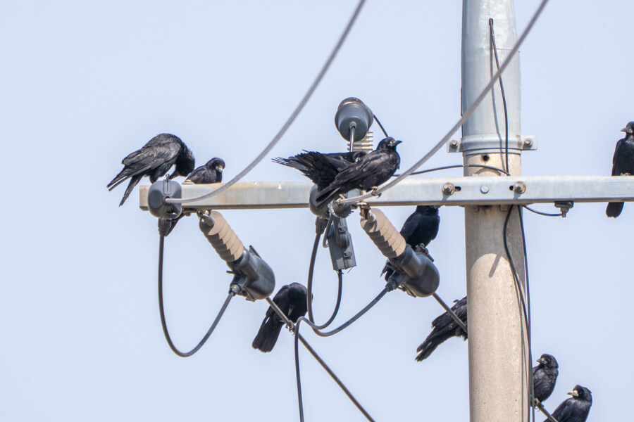 뒤늦게 올리는 3월 화성호 탐조_120.jpg