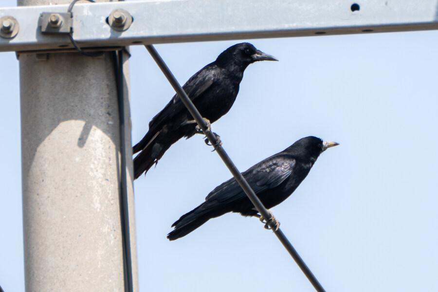 뒤늦게 올리는 3월 화성호 탐조_121.jpg