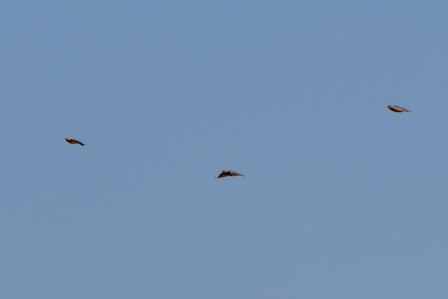 뒤늦게 올리는 3월 화성호 탐조_122.jpg