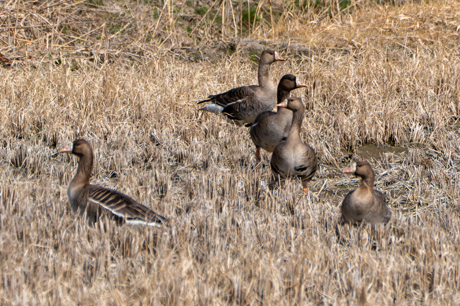 뒤늦게 올리는 3월 화성호 탐조_125.jpg