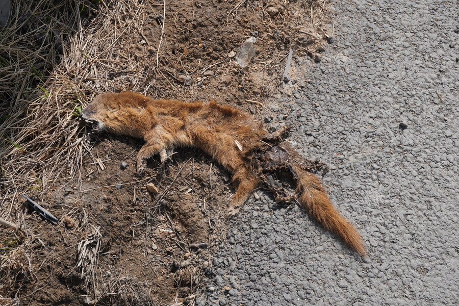 뒤늦게 올리는 3월 화성호 탐조_130.jpg