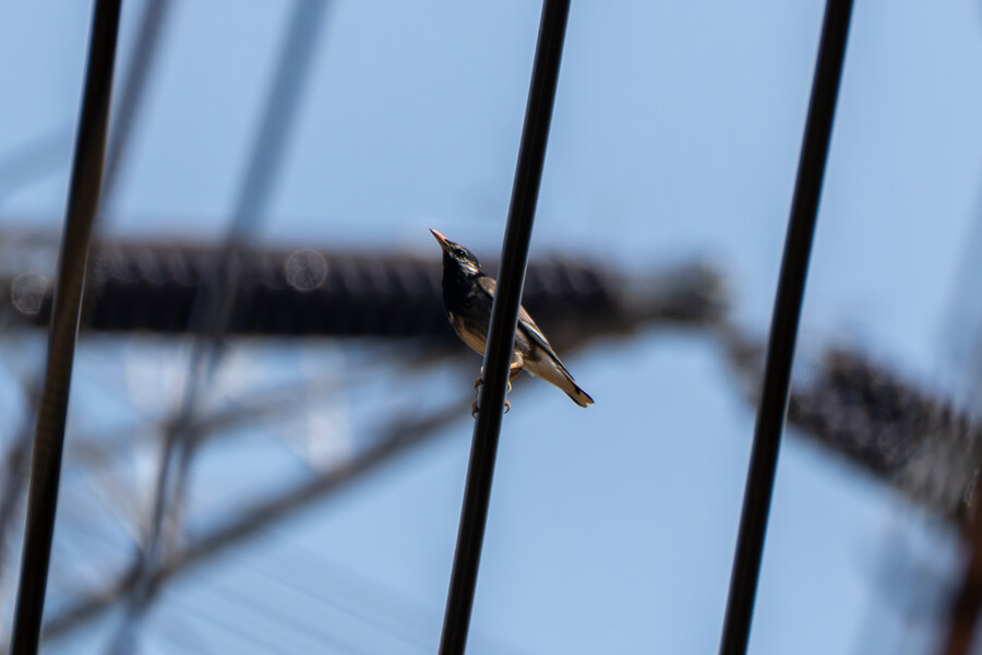 뒤늦게 올리는 3월 화성호 탐조_133.jpg