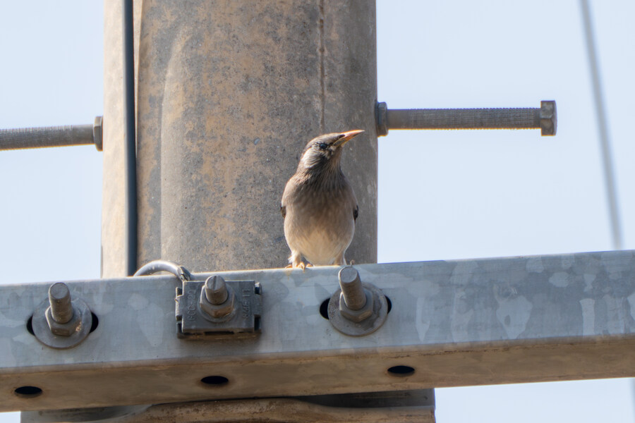 뒤늦게 올리는 3월 화성호 탐조_134.jpg