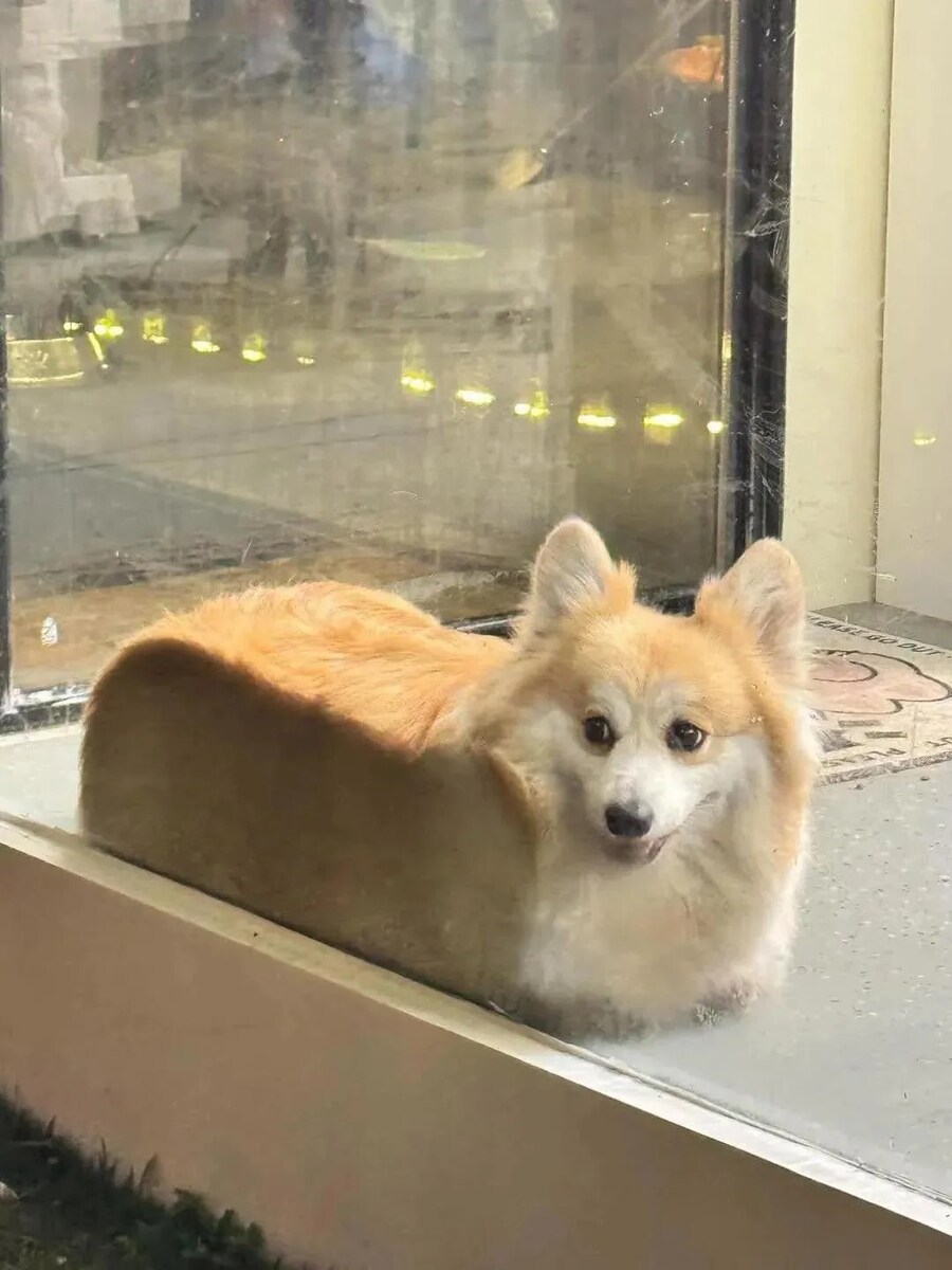 식빵견.jpg_2.jpg