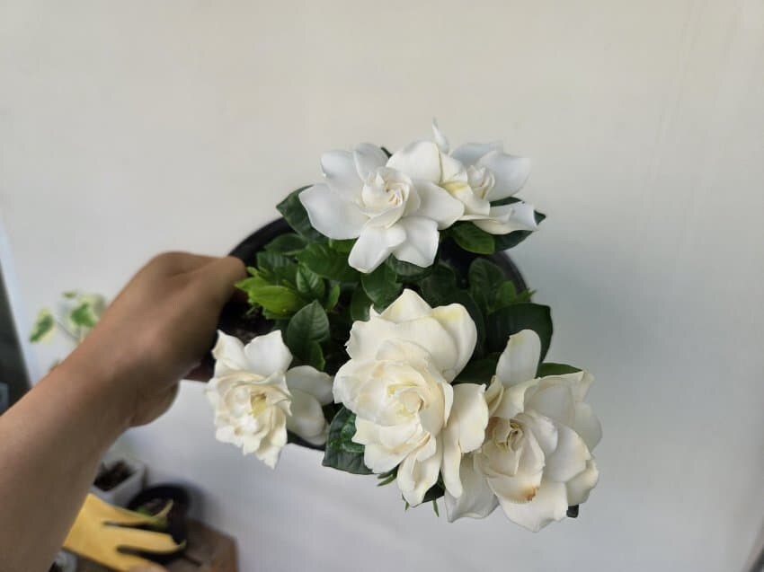 자식 자랑하는 식물갤러_3.jpg