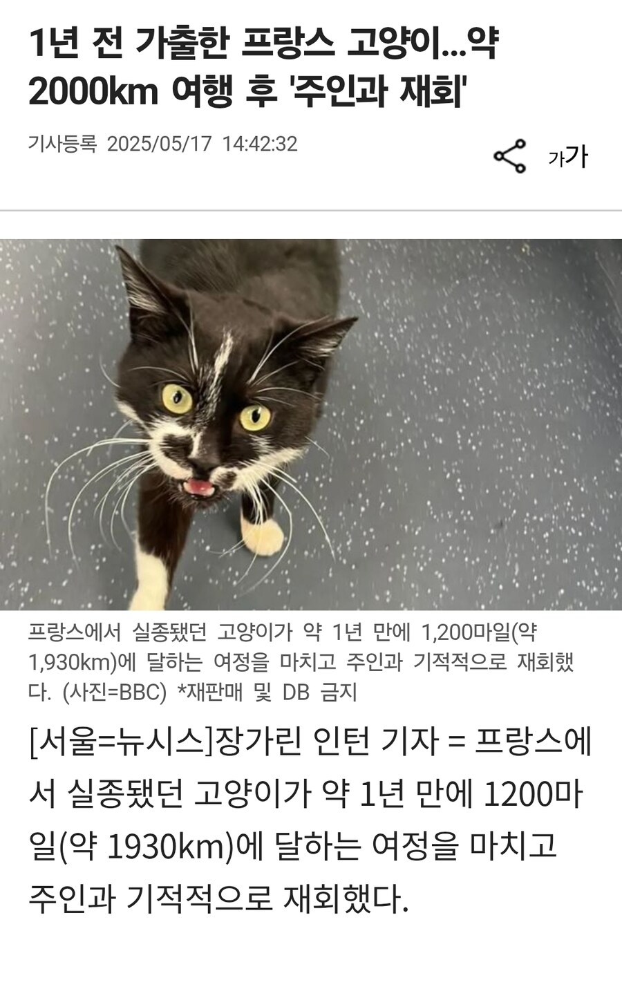 1년 전 가출한 프랑스 고양이…약 2000km 여행 후 '주인과 재회'