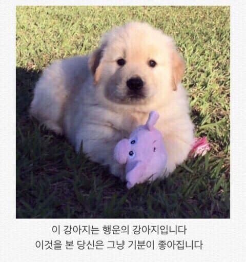 행운의 강아지.jpg_1.jpg