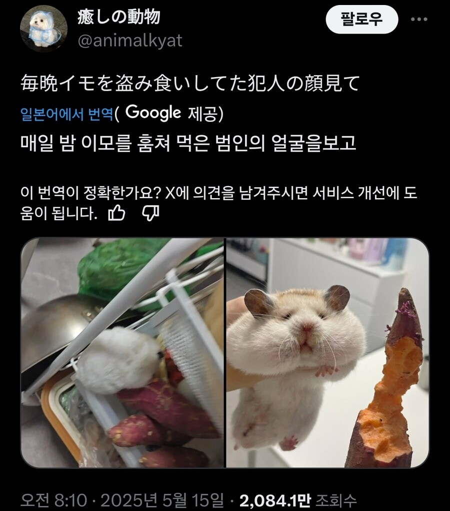 매일 밤 고구마를 훔쳐 먹은 범인의 얼굴을 봐_1.jpg