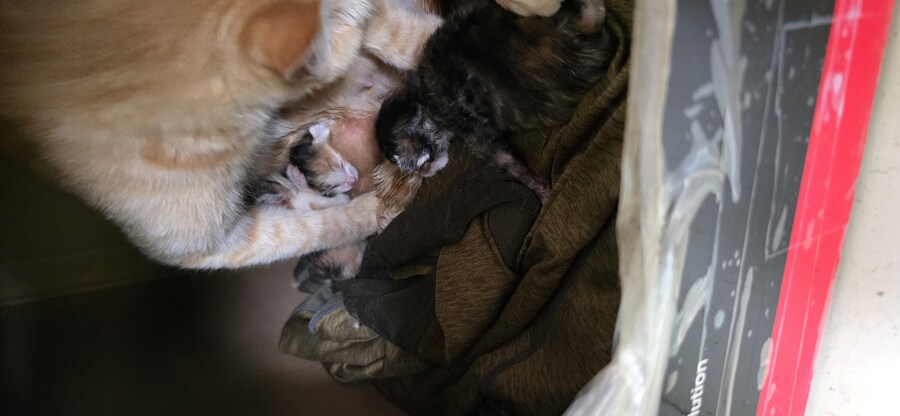 본가에 있는 길(집)냥이 새끼 낳았다네_2.jpg