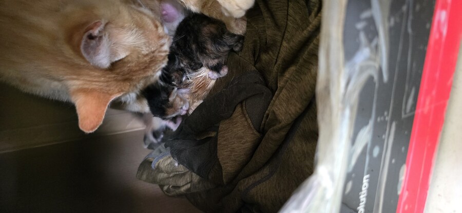 본가에 있는 길(집)냥이 새끼 낳았다네_3.jpg